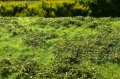 Model Scene[F501]草マットプレミアム 低い茂み 春(18x28cm)