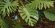 画像2: AMMO[AMIG8461] 1/48・1/35・1/32 熱帯植物の葉（Ver. 2） (2)