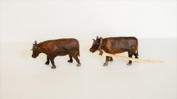 画像4: CHINO MODEL[CMMA-001]1/35 アジア牛