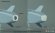 画像7: DEF.MODEL[DS32011]1/32 現用 韓国空軍 タウルスKEPD 350K巡航ミサイルセット(F-15K用 1発入) (7)