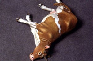 画像1: DEF.MODEL[DO35A02]1/35Dead cow (1)
