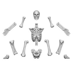 画像5: グリーンスタッフワールド[GSWD-12998]3Dプリントセット - 人間の骸骨 1:48