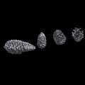 HDMODELS[HDM35160]1/35　pine cones and mushrooms