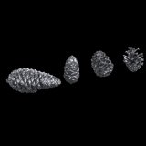 HDMODELS[HDM35160]1/35　pine cones and mushrooms