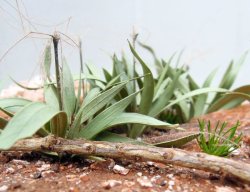 画像11: 彩葉[MS-023]彩葉4点盛り(天然素材)