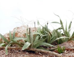 画像4: 彩葉[MS-023]彩葉4点盛り(天然素材)