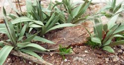 画像10: 彩葉[MS-023]彩葉4点盛り(天然素材)