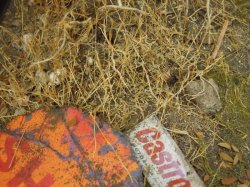 画像10: 彩葉[MS-015] 天然素材の枯れた小木セット