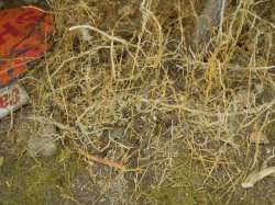 画像14: 彩葉[MS-015] 天然素材の枯れた小木セット