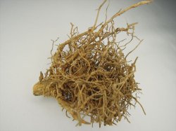 画像16: 彩葉[MS-015] 天然素材の枯れた小木セット