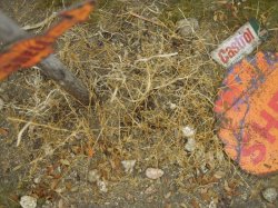 画像13: 彩葉[MS-015] 天然素材の枯れた小木セット