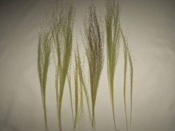 画像5: 彩葉[MS-017] 穂の出た植物セット(2)