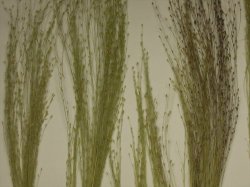 画像9: 彩葉[MS-017] 穂の出た植物セット(2)