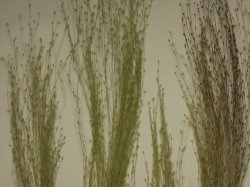 画像8: 彩葉[MS-017] 穂の出た植物セット(2)