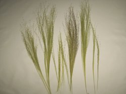 画像6: 彩葉[MS-017] 穂の出た植物セット(2)