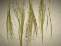 画像7: 彩葉[MS-017] 穂の出た植物セット(2)