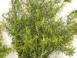 画像9: 彩葉[MS-018] 針葉樹の葉セット(2)