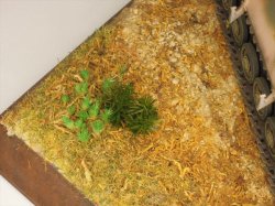 画像3: 彩葉[MS-018] 針葉樹の葉セット(2)