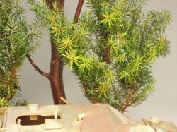 画像6: 彩葉[MS-018] 針葉樹の葉セット(2)