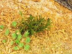 画像5: 彩葉[MS-018] 針葉樹の葉セット(2)