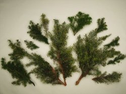 画像11: 彩葉[MS-018] 針葉樹の葉セット(2)