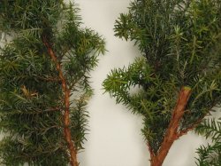 画像8: 彩葉[MS-018] 針葉樹の葉セット(2)