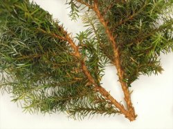 画像7: 彩葉[MS-018] 針葉樹の葉セット(2)