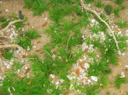 画像12: 彩葉[MS-019V]雑草の茂み増量セット(天然素材)