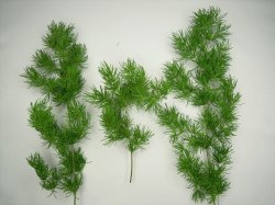 画像9: 彩葉[MS-019V]雑草の茂み増量セット(天然素材)