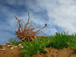 画像7: 彩葉[MS-019V]雑草の茂み増量セット(天然素材)