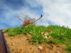 画像10: 彩葉[MS-BOX01]彩葉アソートボックス(葉)