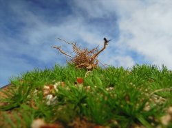 画像4: 彩葉[MS-019V]雑草の茂み増量セット(天然素材)