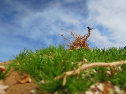 画像3: 彩葉[MS-019V]雑草の茂み増量セット(天然素材)