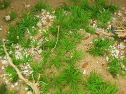 画像17: 彩葉[MS-019V]雑草の茂み増量セット(天然素材)