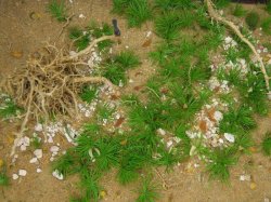 画像15: 彩葉[MS-019V]雑草の茂み増量セット(天然素材)