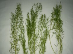 画像19: 彩葉[MS-020V]小さな葉の付いた枝増量セット(天然素材)