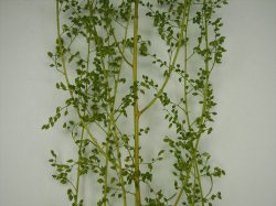 画像20: 彩葉[MS-020V]小さな葉の付いた枝増量セット(天然素材)