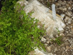 画像14: 彩葉[MS-020V]小さな葉の付いた枝増量セット(天然素材)