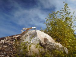 画像5: 彩葉[MS-020V]小さな葉の付いた枝増量セット(天然素材)