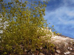 画像9: 彩葉[MS-020V]小さな葉の付いた枝増量セット(天然素材)