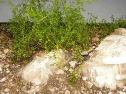 画像16: 彩葉[MS-020V]小さな葉の付いた枝増量セット(天然素材)