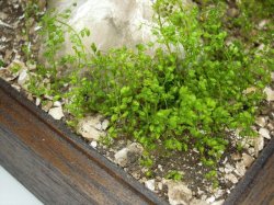 画像17: 彩葉[MS-020V]小さな葉の付いた枝増量セット(天然素材)