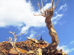 画像10: 彩葉[MS-021]古木の幹(天然素材)