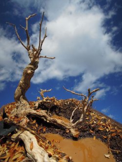 画像12: 彩葉[MS-021]古木の幹(天然素材)