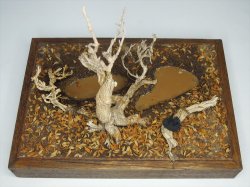 画像13: 彩葉[MS-021]古木の幹(天然素材)