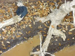 画像14: 彩葉[MS-021]古木の幹(天然素材)