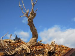 画像4: 彩葉[MS-021]古木の幹(天然素材)