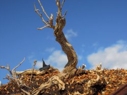 画像5: 彩葉[MS-021]古木の幹(天然素材)