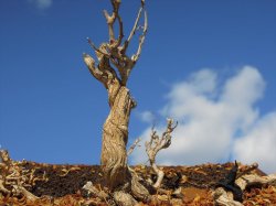 画像6: 彩葉[MS-021]古木の幹(天然素材)