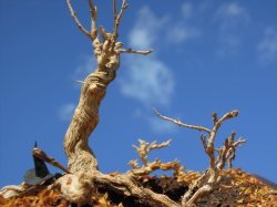 画像7: 彩葉[MS-021]古木の幹(天然素材)